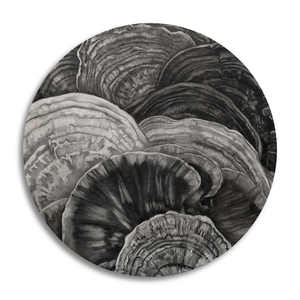 Polypores